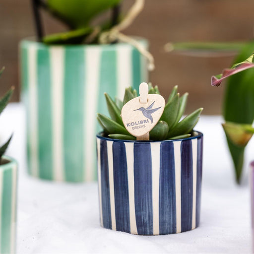 Blanding Af Grønne Planter Med Malede Stribede Dekorative Potter