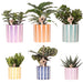 Blanding Af Grønne Planter Med Malede Stribede Dekorative Potter