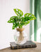Monstera Adansonii I Vandkultur