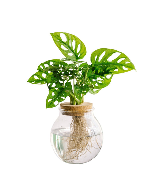Monstera Adansonii I Vandkultur
