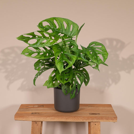 Monstera Adansonii Abeblad