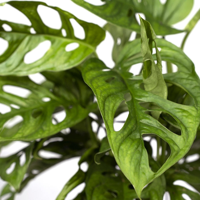 Monstera Adansonii Abeblad