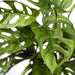 Monstera Adansonii Abeblad