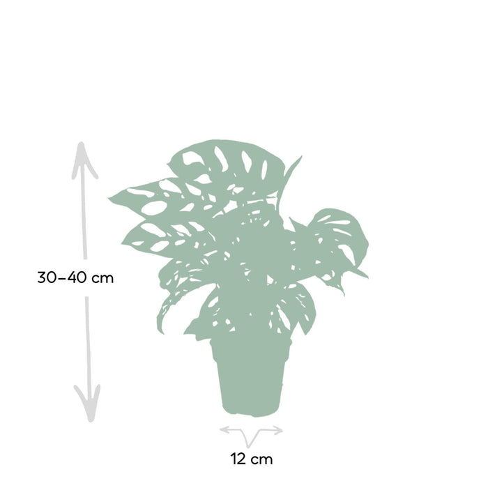 Monstera Adansonii Abeblad