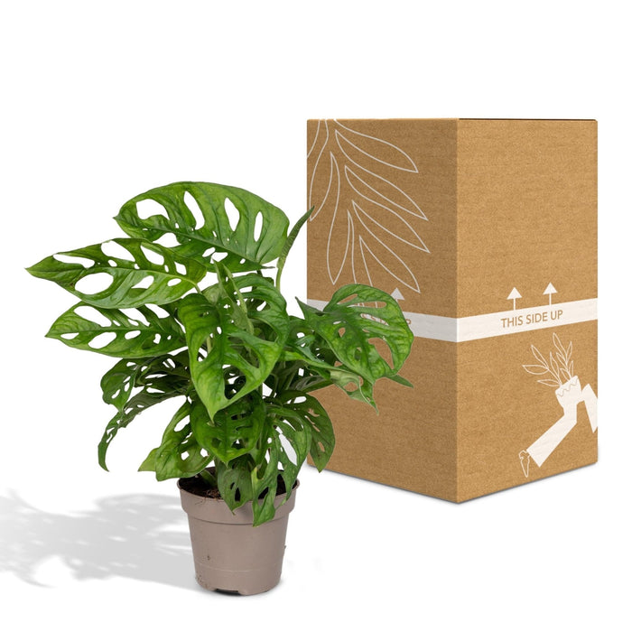 Monstera Adansonii Abeblad