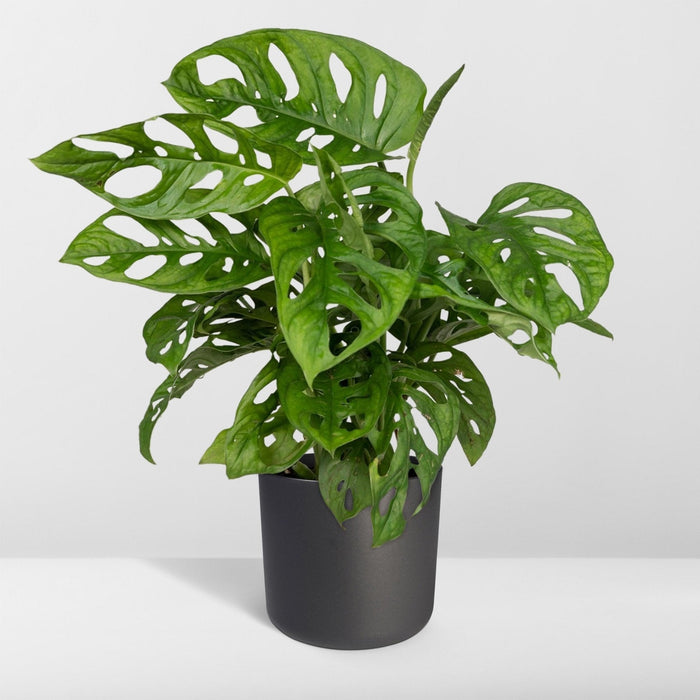 Monstera Adansonii Abeblad