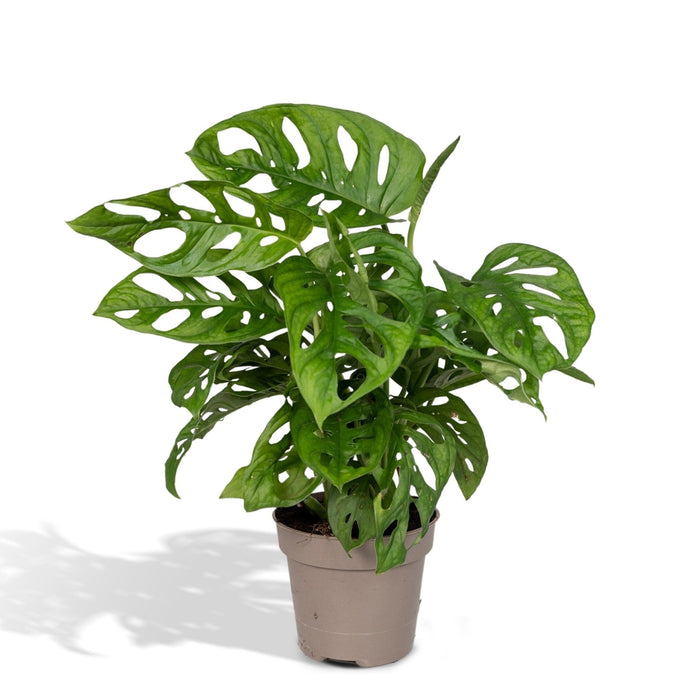 Monstera Adansonii Abeblad