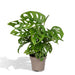 Monstera Adansonii Abeblad