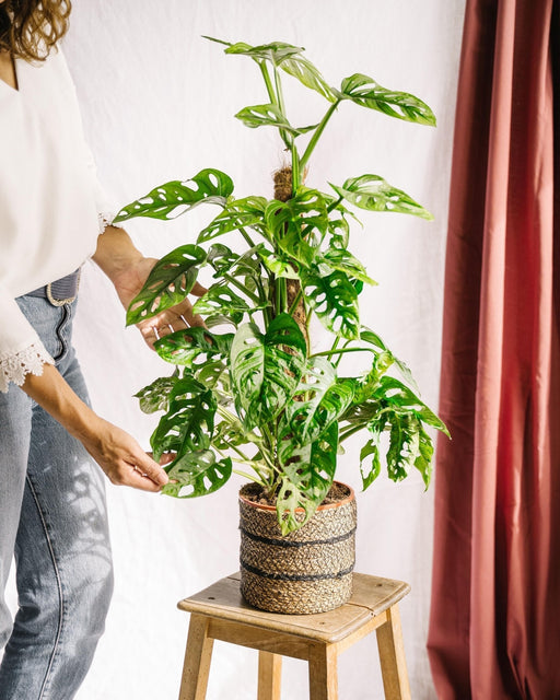 Monstera Adansonii Abeblad På Stake H70Cm