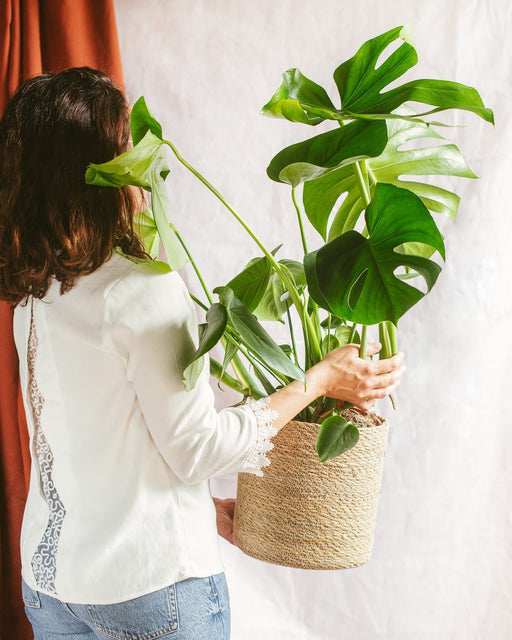 Monstera Deliciosa