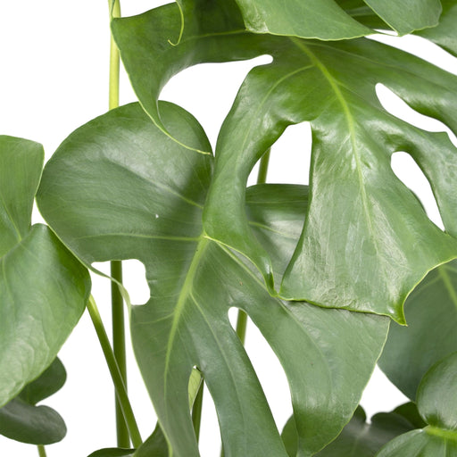 Monstera Deliciosa H55Cm