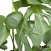Monstera Deliciosa H55Cm
