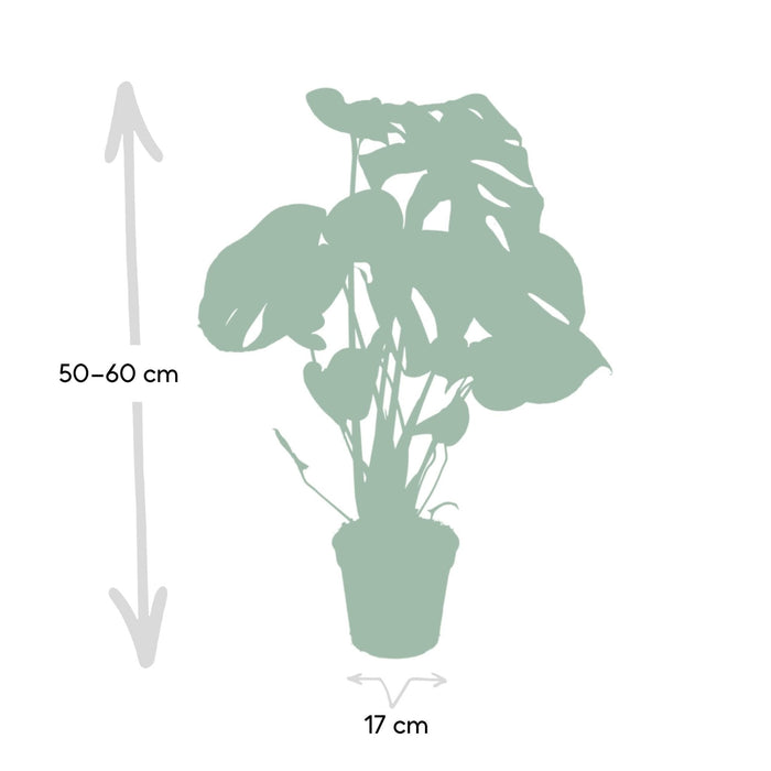 Monstera Deliciosa H55Cm