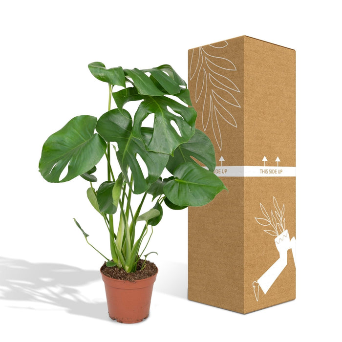 Monstera Deliciosa H55Cm