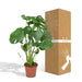 Monstera Deliciosa H55Cm