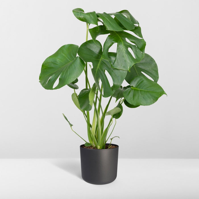 Monstera Deliciosa H55Cm