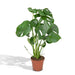 Monstera Deliciosa H55Cm