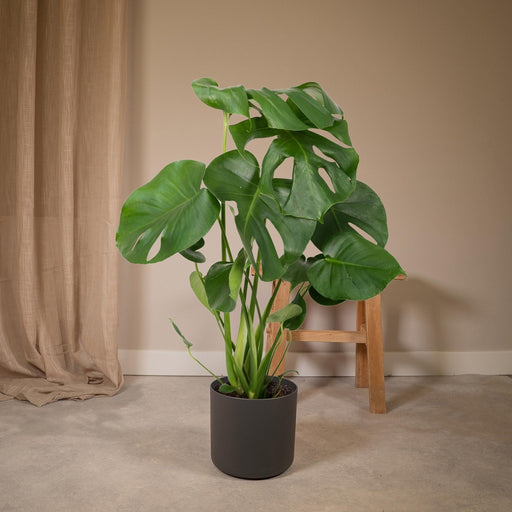 Monstera Deliciosa H55Cm