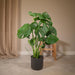 Monstera Deliciosa H55Cm