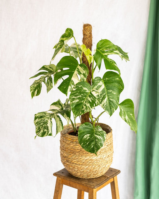 Monstera Deliciosa Variegata Xl