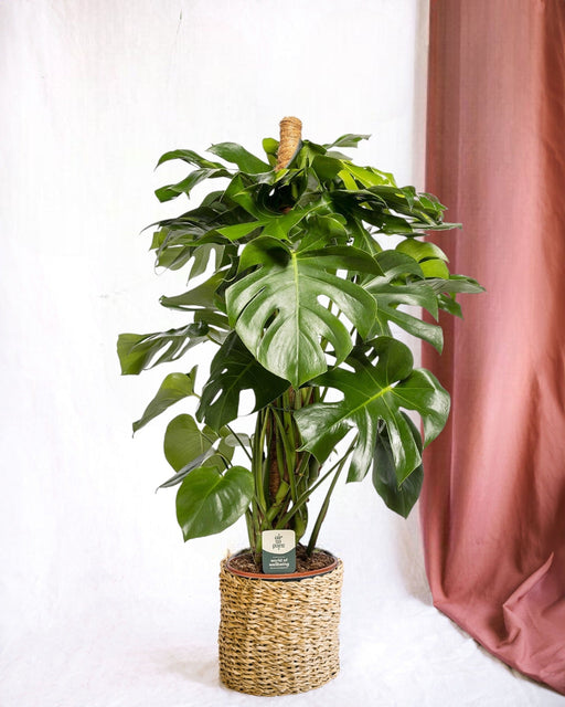 Monstera Deliciosa Xxl Underviser