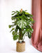 Monstera Deliciosa Xxl Underviser