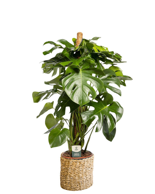 Monstera Deliciosa Xxl Underviser