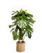 Monstera Deliciosa Xxl Underviser
