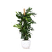Monstera Deliciosa Og Dens Gryde