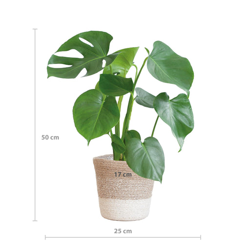 Monstera Deliciosa Og Dens Gryde