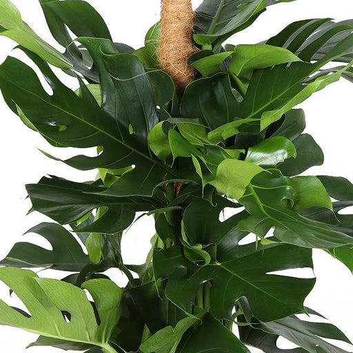 Monstera Deliciosa Og Dens Gryde