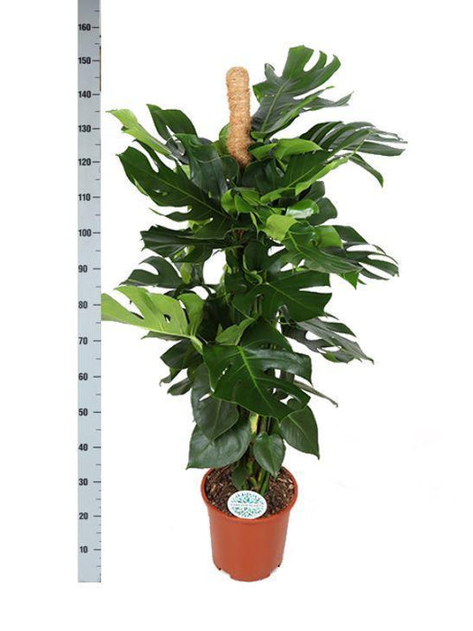 Monstera Deliciosa Og Dens Gryde