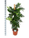 Monstera Deliciosa Og Dens Gryde
