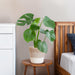 Monstera Deliciosa Og Dens Gryde