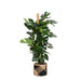 Monstera Deliciosa Og Dens Gryde
