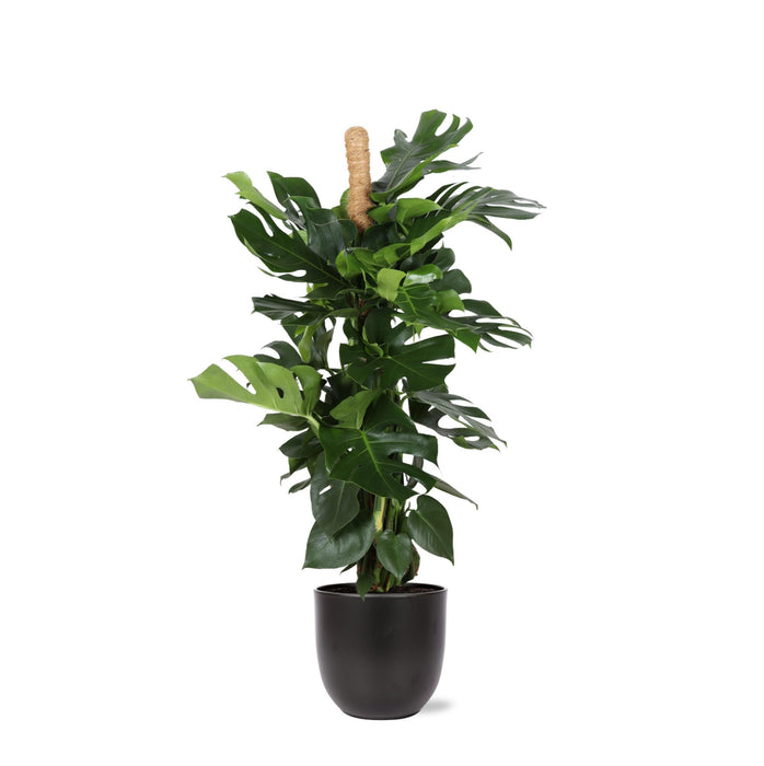 Monstera Deliciosa Og Dens Gryde