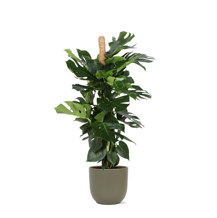 Monstera Deliciosa Og Dens Gryde