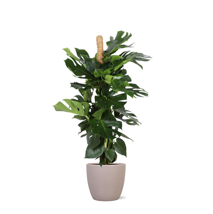 Monstera Deliciosa Og Dens Gryde