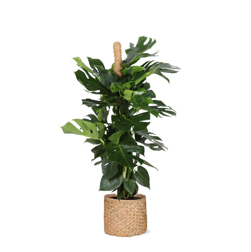 Monstera Deliciosa Og Dens Gryde