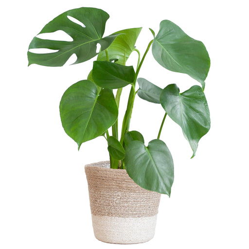 Monstera Deliciosa Og Dens Gryde