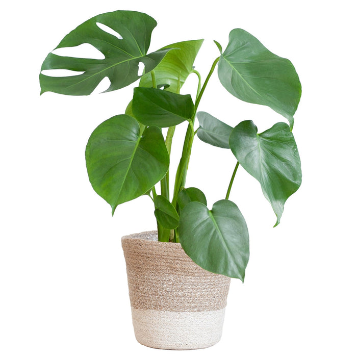 Monstera Deliciosa Og Dens Gryde