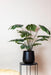 Monstera Deliciosa Kunstig Plante - H110Cm, Ø13Cm