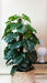 Monstera Deliciosa Kunstig Plante - H150Cm, Ø12Cm
