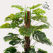 Monstera Deliciosa Kunstig Plante - H150Cm, Ø12Cm