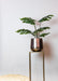 Monstera Deliciosa Kunstig Plante - H85Cm, Ø12Cm