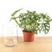 Monstera In Vaas Diy-Pakket - Hydroponics