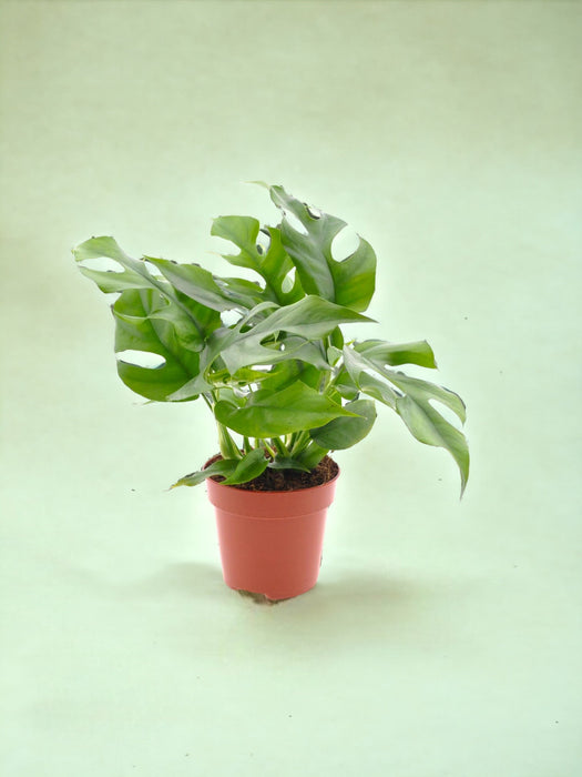 Monstera Minima