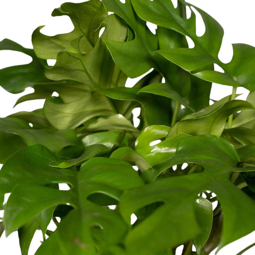 Monstera Minima
