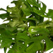Monstera Minima