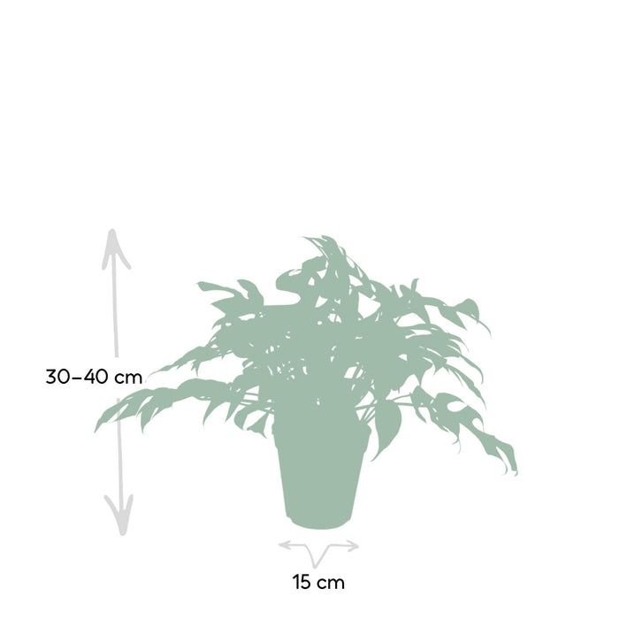 Monstera Minima